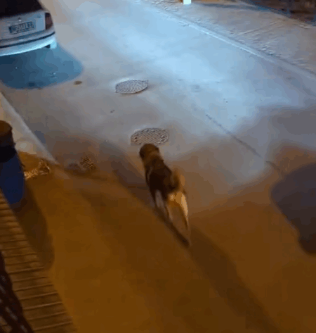 Opasan pas pušten na ulicu u Novom Pazaru – građani uznemireni- policija ne reaguje – Video