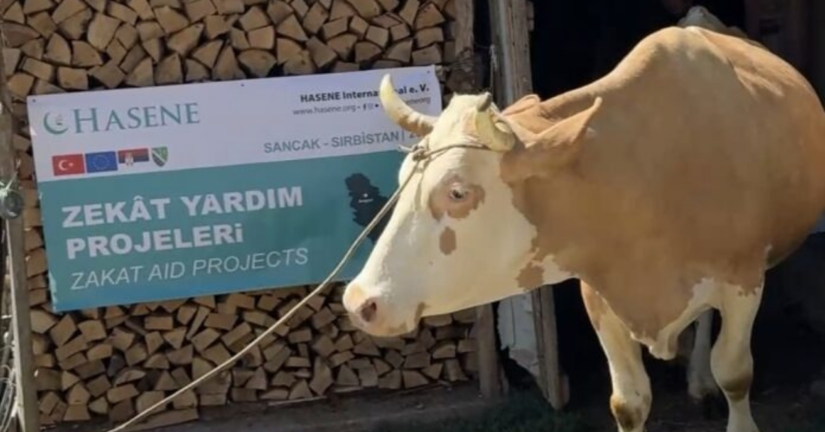 Hasene: Još jedna humana akcija u Sandžaku – Krava za majku i jetima u Priboju /VIDEO/