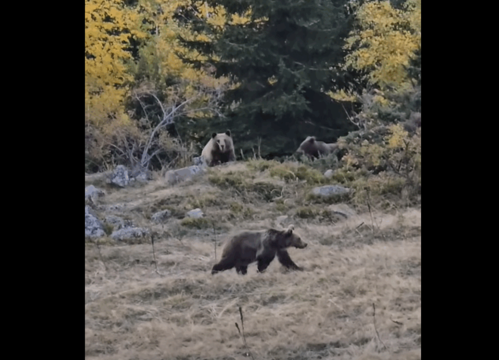 Tri medvjeda u planinama Besnika – snimak koji je zaludio društvene mreže! (VIDEO) Tri medvjeda u planinama Besnika – snimak koji je zaludio društvene mreže! (VIDEO)