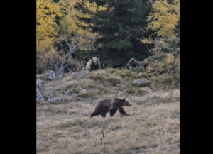 Tri medvjeda u planinama Besnika – snimak koji je zaludio društvene mreže! (VIDEO) Tri medvjeda u planinama Besnika – snimak koji je zaludio društvene mreže! (VIDEO)