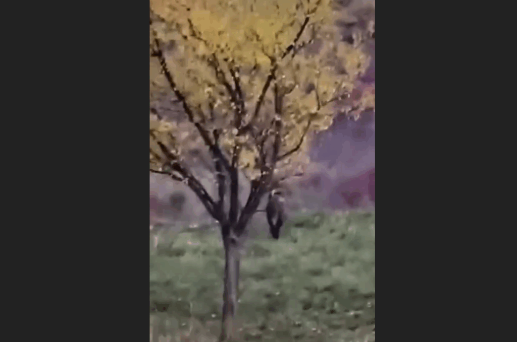 Novi Pazar: Divlja svinja zalutala u naselje Mur, preplašila djecu i prolaznike (VIDEO) Novi Pazar: Divlja svinja zalutala u naselje Mur, preplašila djecu i prolaznike (VIDEO)