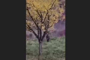 Novi Pazar: Divlja svinja zalutala u naselje Mur, preplašila djecu i prolaznike (VIDEO)