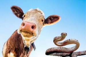 Najezda zmija u Bijelom Polju: Krava uginula nakon ujeda, građani u strahu