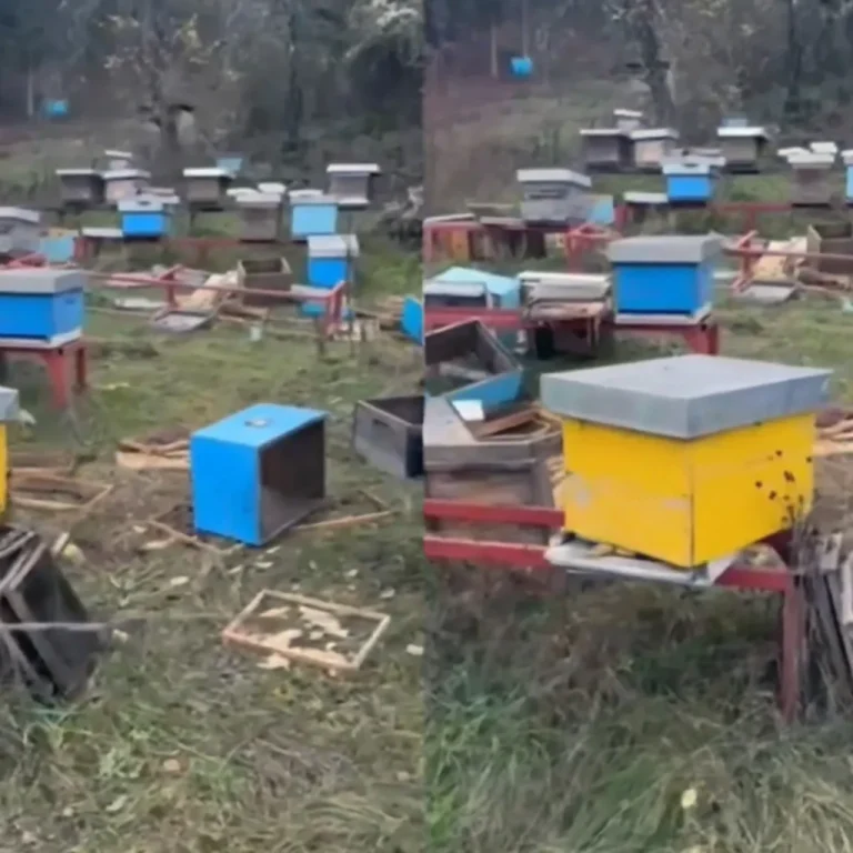 /VIDEO/ Medvjed razorio pčelinjak u Brezojevici – uništene sve košnice