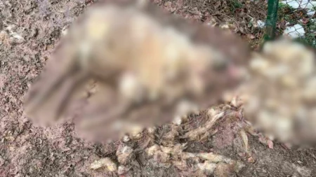 KRVAVI POKOLJ U PRIJEPOLJU: Psi lutalice upali u dvorište, masakrirali četiri ovce – deca se plaše da krenu u školu! KRVAVI POKOLJ U PRIJEPOLJU: Psi lutalice upali u dvorište, masakrirali četiri ovce – deca se plaše da krenu u školu!