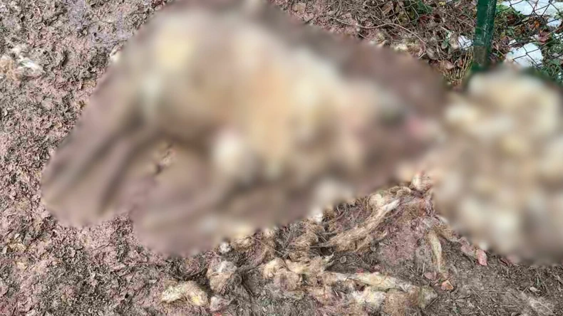 KRVAVI POKOLJ U PRIJEPOLJU: Psi lutalice upali u dvorište, masakrirali četiri ovce – deca se plaše da krenu u školu! KRVAVI POKOLJ U PRIJEPOLJU: Psi lutalice upali u dvorište, masakrirali četiri ovce – deca se plaše da krenu u školu!